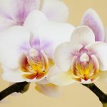 Kako negovati orhideje u saksiji