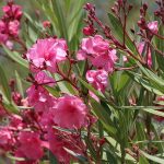 Oleander uzgoj orezivanje bolesti
