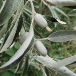 Ruska maslina – ukrasno drvo dafina – Elaeagnus angustifolia
