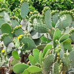 Svekrvin jezik kaktus opuncija indijska smokva