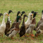 Indijske patke trkačice – istrebljivači puževa u bašti