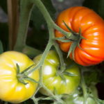 Zalivanje paradajza u bašti