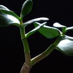 Krasula – japansko drvo novca – sadnja uzgoj orezivanje razmnožavanje nega