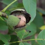Uzgoj oraha – šta treba znati