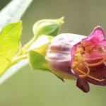 Velebilje biljka (Atropa belladonna) – prepoznavanje, upotreba, uzgoj