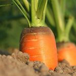 Organski uzgoj šargarepe na otvorenom