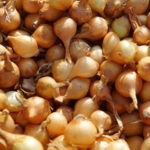 Semenski luk arpadžik sadnja sorte cena