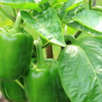 Saveti za uzgoj paprike
