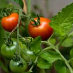 Hitna zaštita paradajza od plamenjače. Svi koji uzgajaju paradajz ovo moraju znati