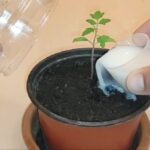 Kako ubrzati rast sadnica paradajza